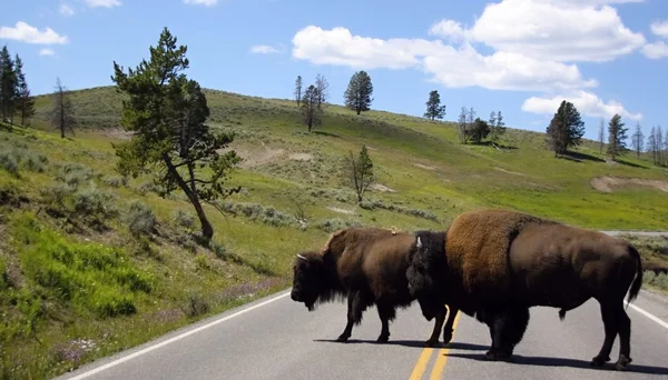 Dois bisões na rota, parque nacional de Yellowstone Imagens De Bancos De Imagens