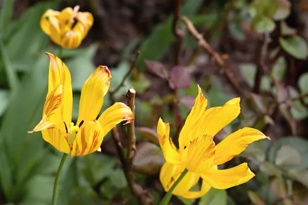 Bright  Yellow Tulip — Stock Photo, Image