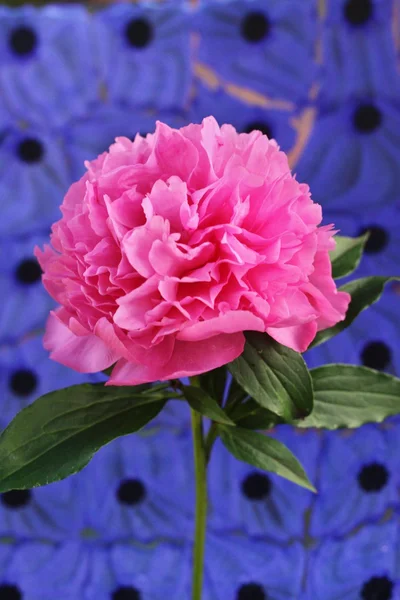 Pink peony flower — Stock Photo, Image