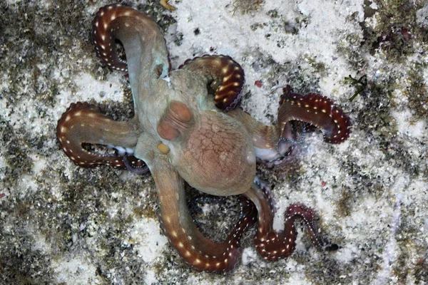 Pulpo marrón — Foto de Stock