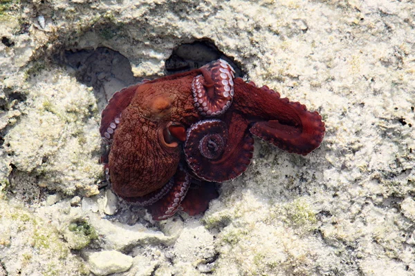 Octopus rood — Stockfoto