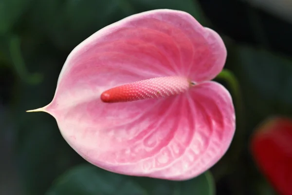 Anthurium. Flamingo çiçekler 