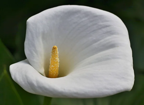 Anthurium. Flamingo flowers — Stock Photo, Image