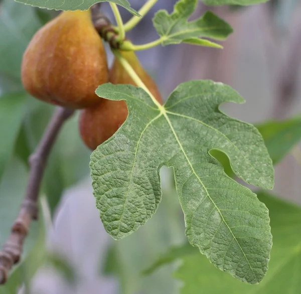 Figs on the tree — Stock Photo, Image