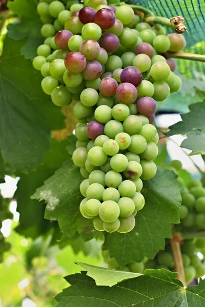 Groene en rode druiven op wijnstok — Stockfoto