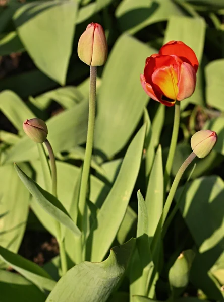 Tulpe und Knospen von Tulpen — Stockfoto