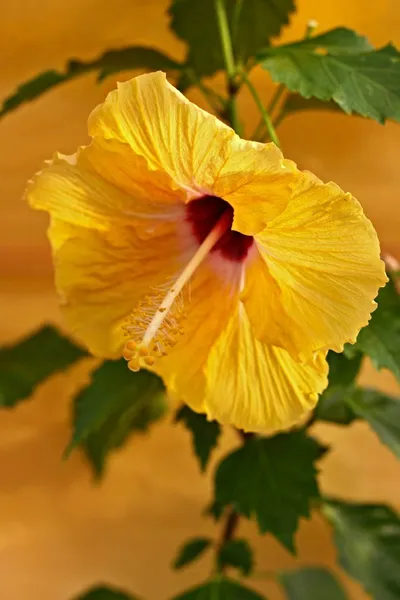 Yellow Hibiscus flower — Stock Photo, Image