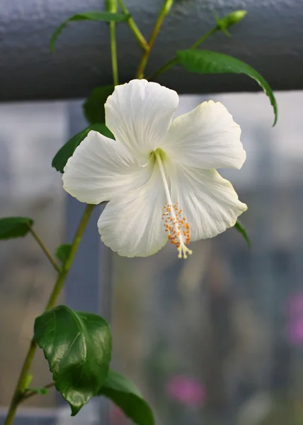 Flor de hibisco blanco —  Fotos de Stock