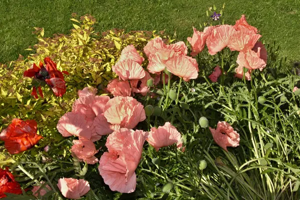 Rose and red weed — Stock Photo, Image