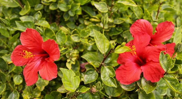 Red Hibiscus flowers — Stock Photo, Image