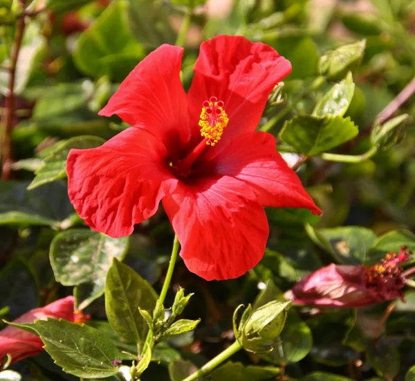 Flor de hibisco rojo —  Fotos de Stock