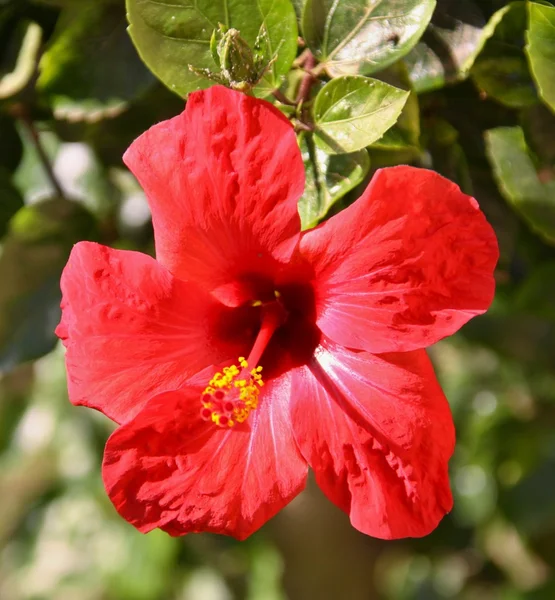 Red Hibiscus flower — Stock Photo, Image