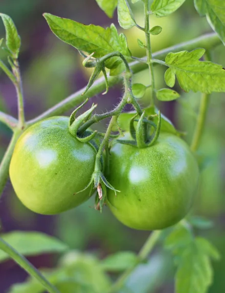 Bauernhof mit schmackhaften grünen Tomaten auf den Sträuchern — Stockfoto