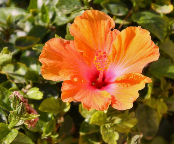 Flor de hibisco naranja —  Fotos de Stock