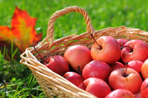 Egészséges organikus alma a kosárban. — Stock Fotó