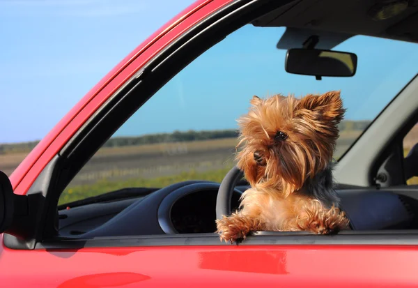 Chiot dans une fenêtre de voiture — Photo