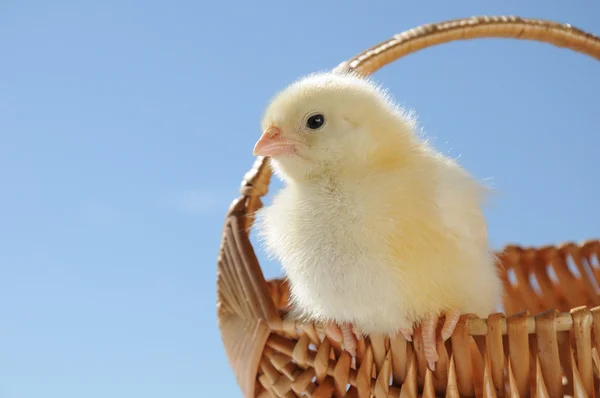 Lilla gula påsk chick — Stockfoto