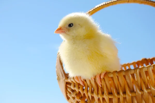 Kis csirke kiságy — Stock Fotó