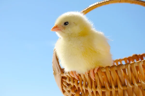 Kleine kip in wieg — Stockfoto