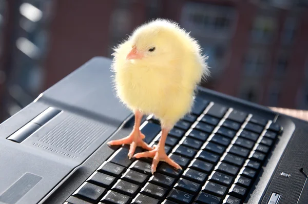 Huhn und Laptop — Stockfoto