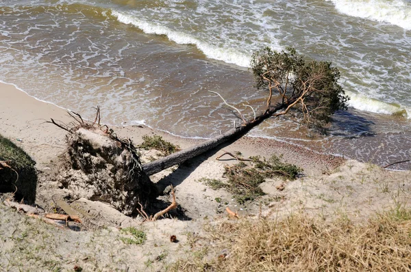 Baum vom Sturm entwurzelt — Stockfoto