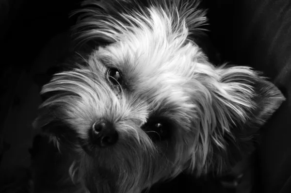 Yorkshire terrier portresi — Stok fotoğraf