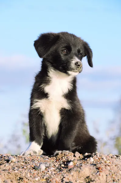 Güzel bir köpek portresi — Stok fotoğraf