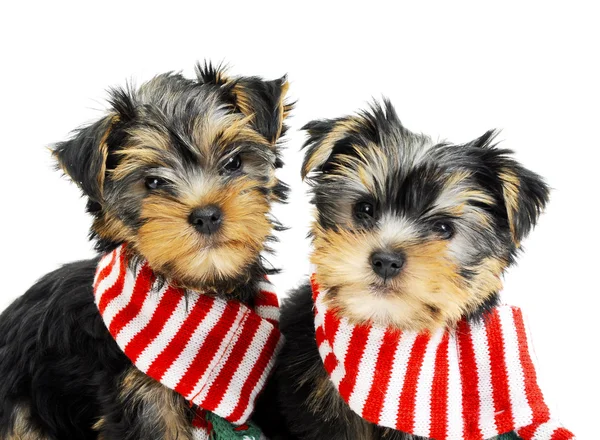 Two Yorkshire terrier puppies — Stock Photo, Image