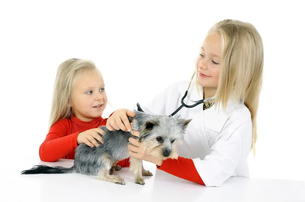 Små flickor leker med hunden — Stockfoto