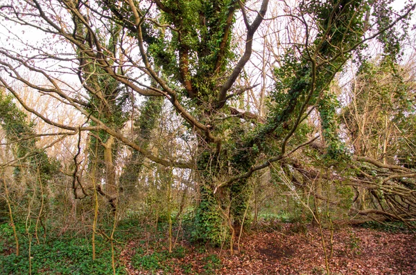 Gran árbol viejo — Foto de Stock