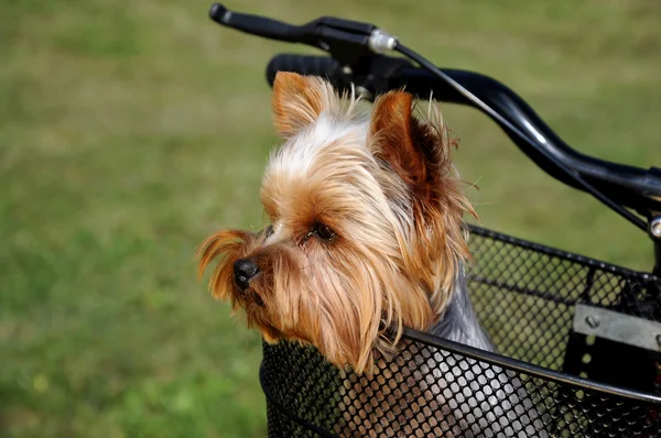 Dog sitting in basket — Stock Photo, Image