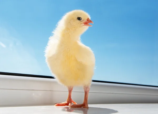 Sevimli küçük tavuk — Stok fotoğraf