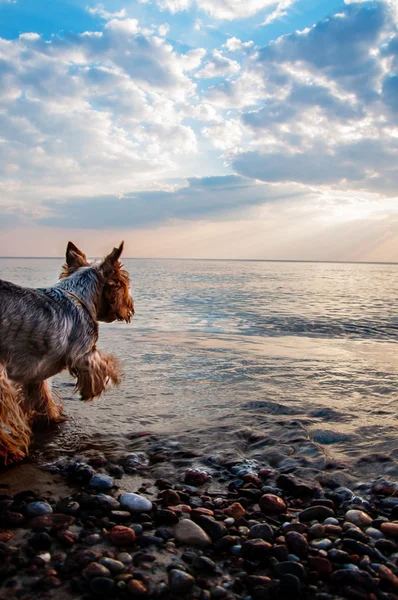 Kumsaldaki köpek. — Stok fotoğraf