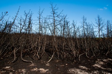 orman yangınından sonra vahşi