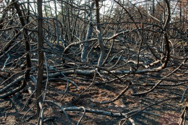orman yangınından sonra vahşi