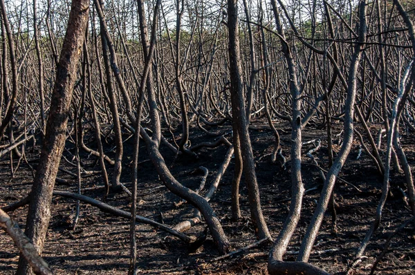 Wald nach Brand verwüstet — Stockfoto