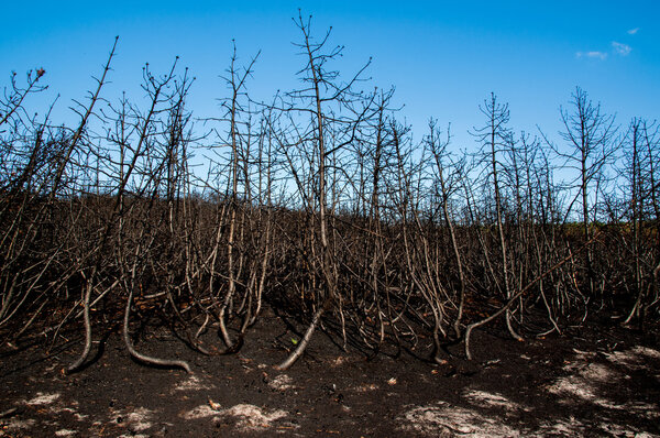 Лес после пожара
