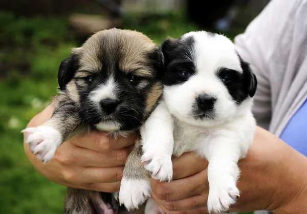 Dois cachorros adoráveis — Fotografia de Stock