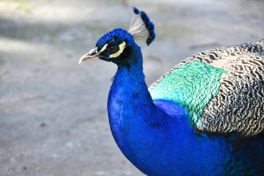 Erkek tavus kuşunun portresi. Vesikalık portre yakın plan