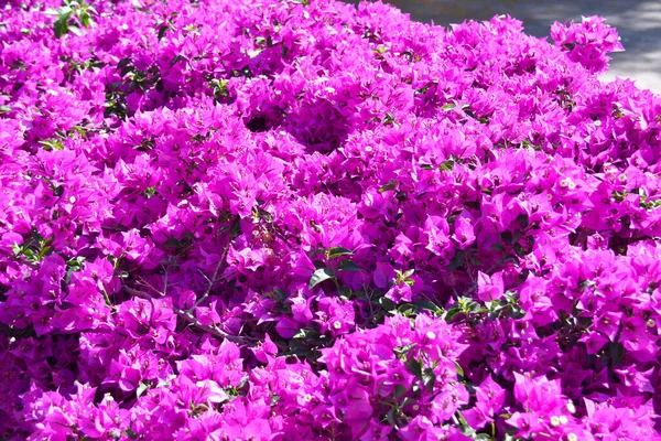 분홍빛 부갱빌 부감빌리아 — 스톡 사진