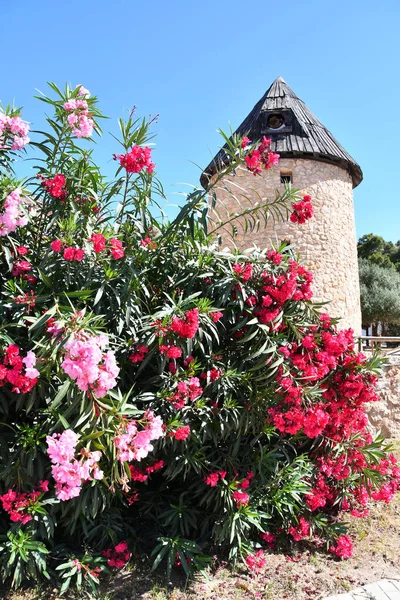 Colorful Flowers Old Windmill Spain Vertical View — Stock Photo, Image