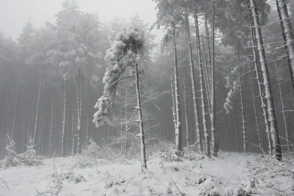 Vinter — Stockfoto