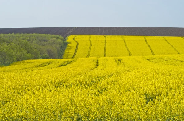 Livelli di colza fiorita — Foto Stock