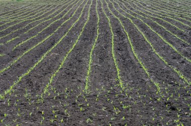 germinated Mısır satırları.