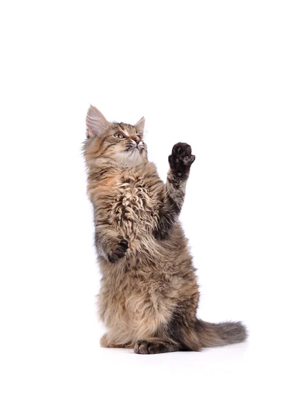 Gato engraçado isolado em branco — Fotografia de Stock