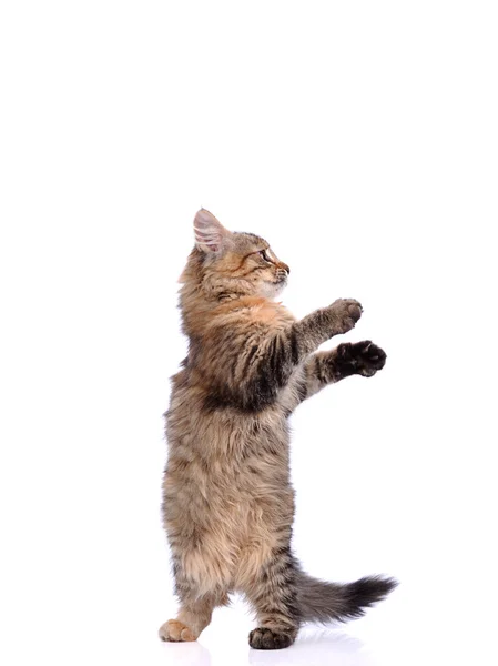 Gatito juguetón aislado en blanco —  Fotos de Stock