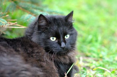 çimenlerin üzerinde kara kedi