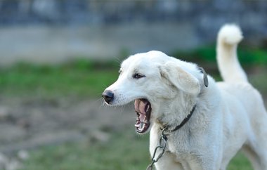 köpek esniyor