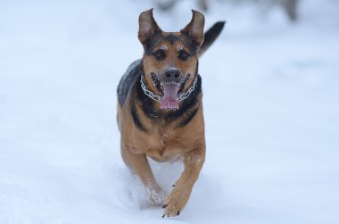 çalışan köpek