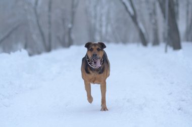 Karda koşma köpek